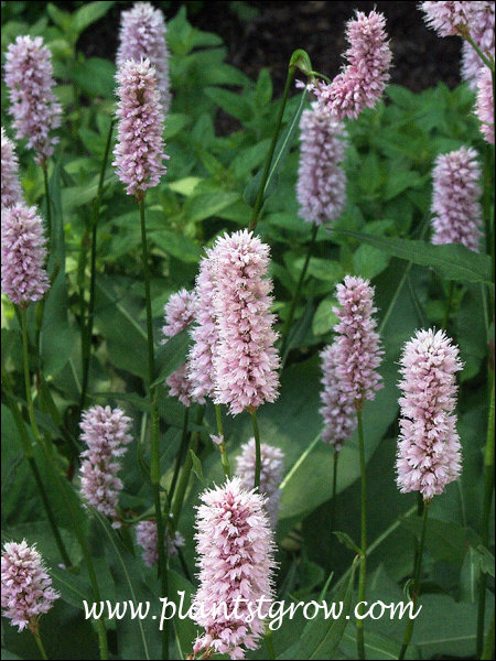 Dense spikes of soft pink flowers.